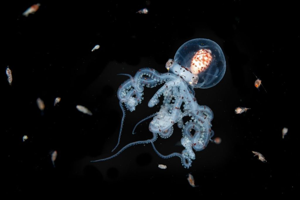 Blancpain's Oceanographer Awards: Snapping Up the Undersea Wonders