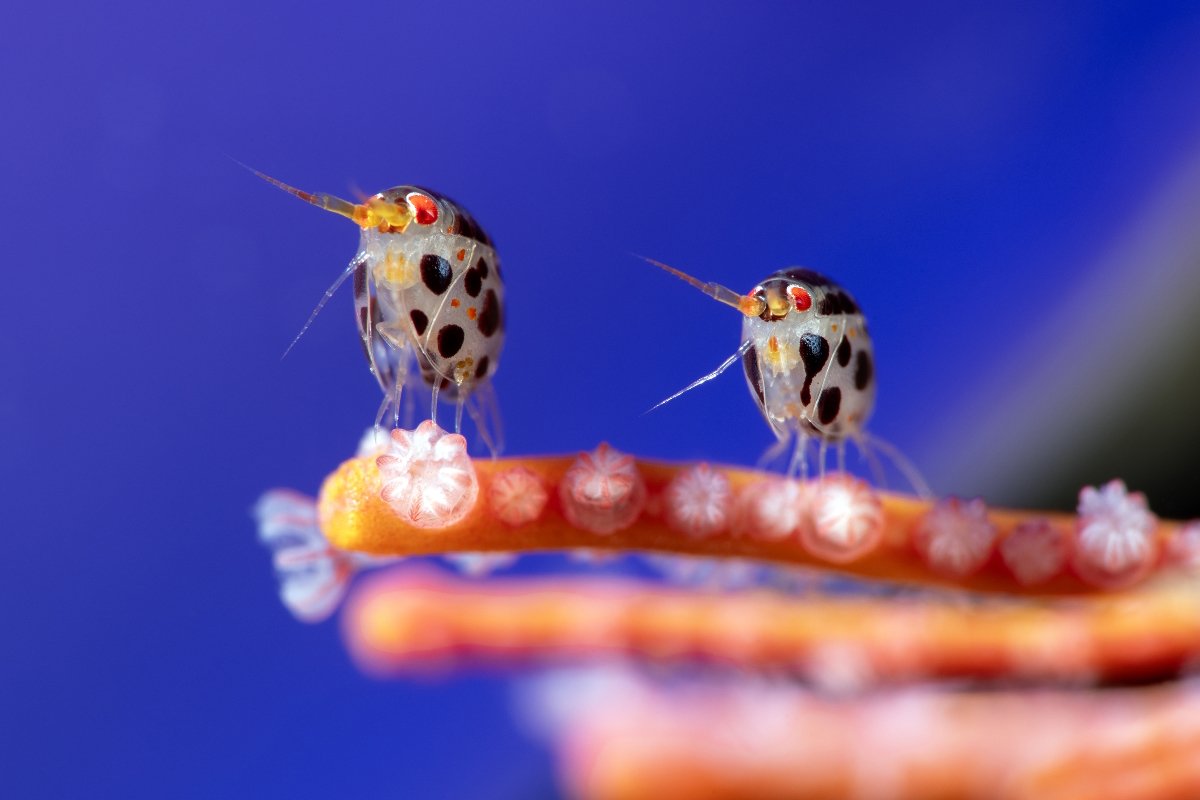 Blancpain’s Oceanographer Awards: Snapping Up the Undersea Wonders